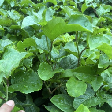 黄金百香果苗，大量现苗