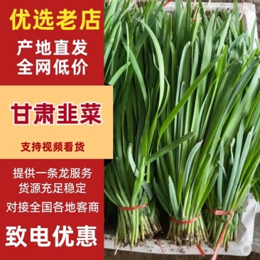 甘肃民勤沙漠绿洲韭菜大叶葱蒜韭菜批发一条龙服务