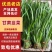 甘肃民勤沙漠绿洲韭菜大叶葱蒜韭菜批发一条龙服务