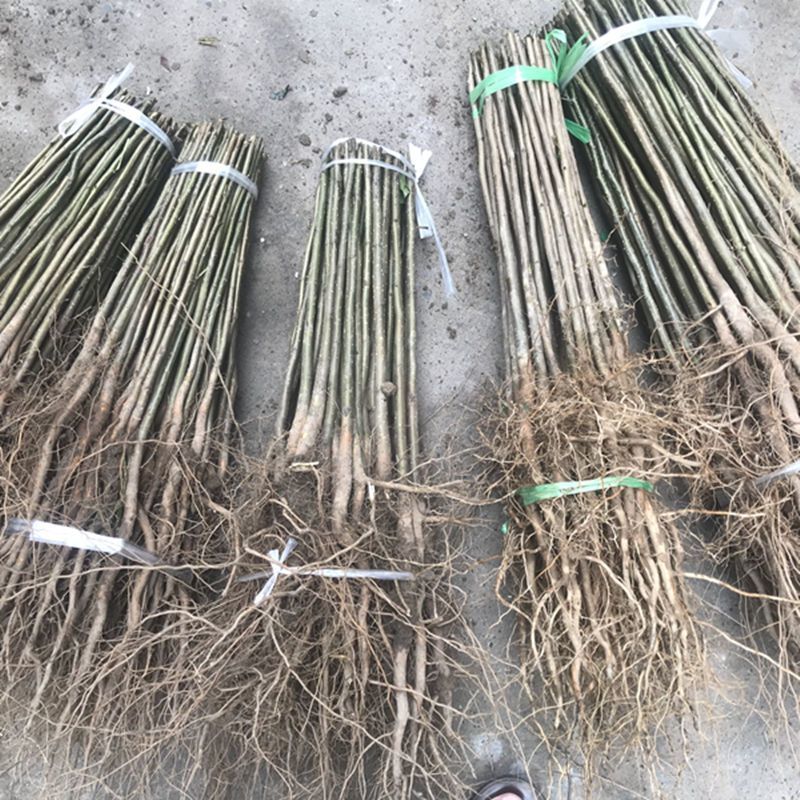 杜梨苗棠梨梨树嫁接实生苗粘木苗基地直发现挖现发根系发达