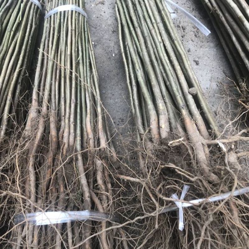 杜梨苗棠梨梨树嫁接实生苗粘木苗基地直发现挖现发根系发达
