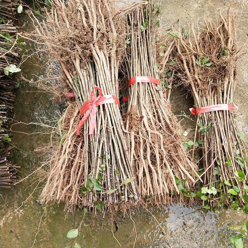 杜梨苗棠梨梨树嫁接实生苗粘木苗基地直发现挖现发根系发达