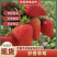 奶油草莓，产地直发，量大从优，对接市场电商平台