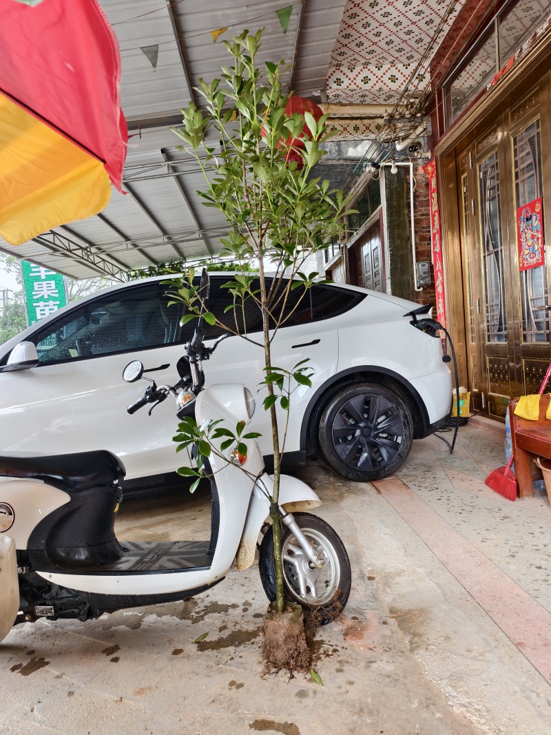 东荣八角嫁接苗，大红八角嫁接苗小杯苗大杯苗