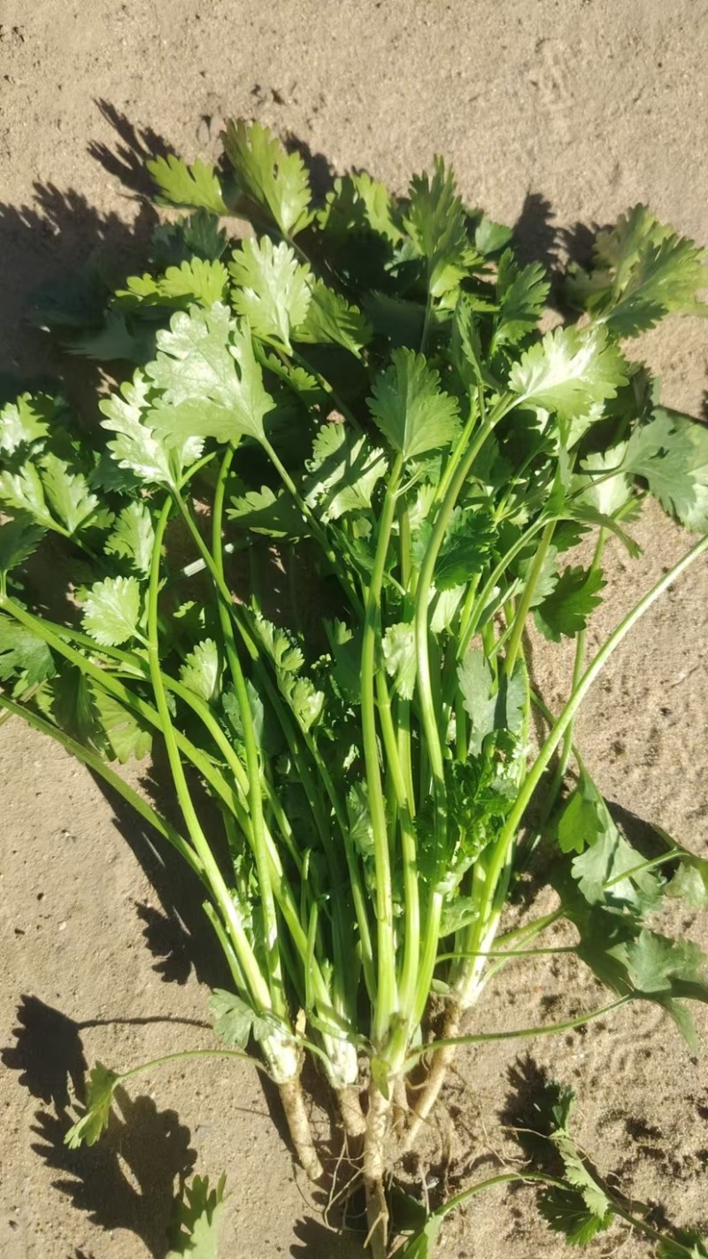 河北唐山香菜大量上市品质保证一手货源诚信经营欢迎来电