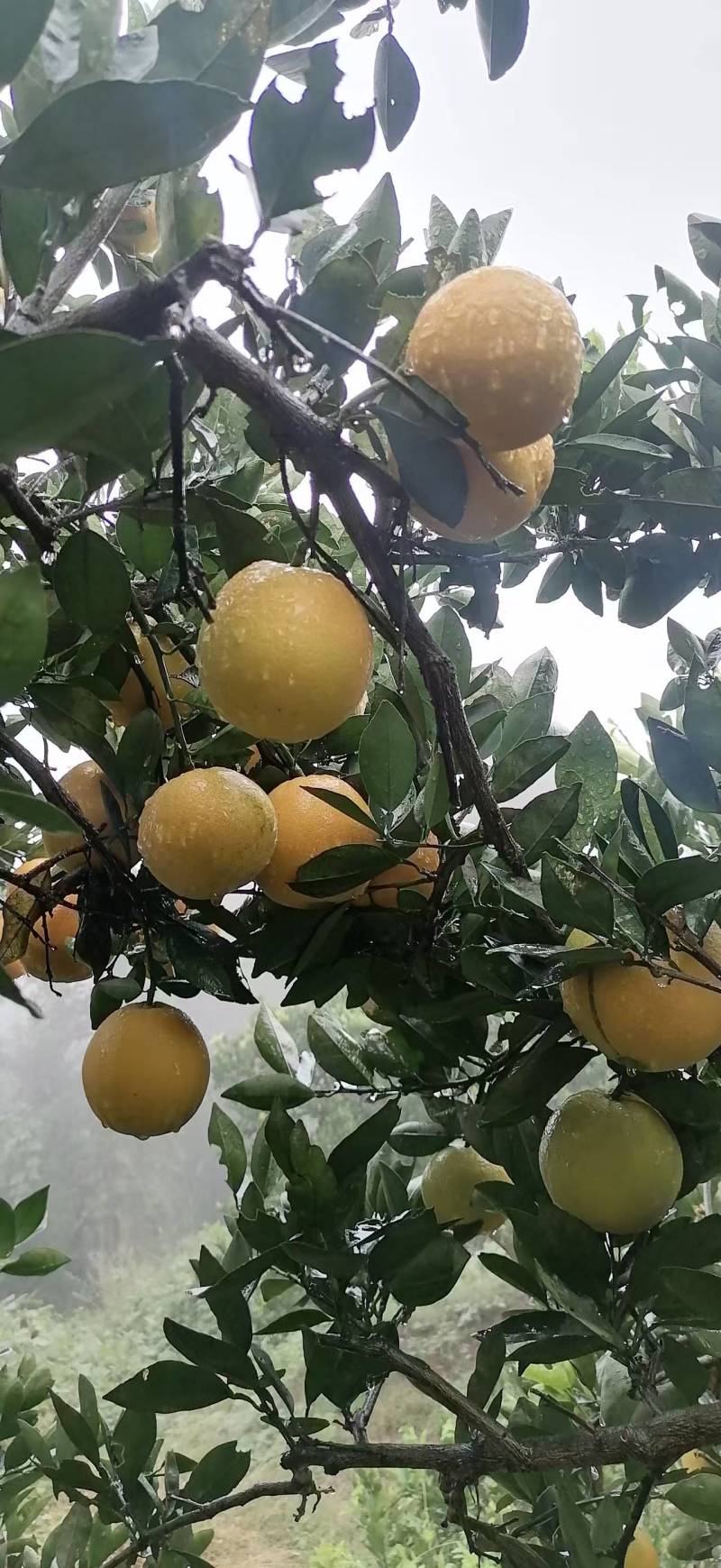 脐橙橙子湖南脐橙产地一手货源品质保障对接全国等