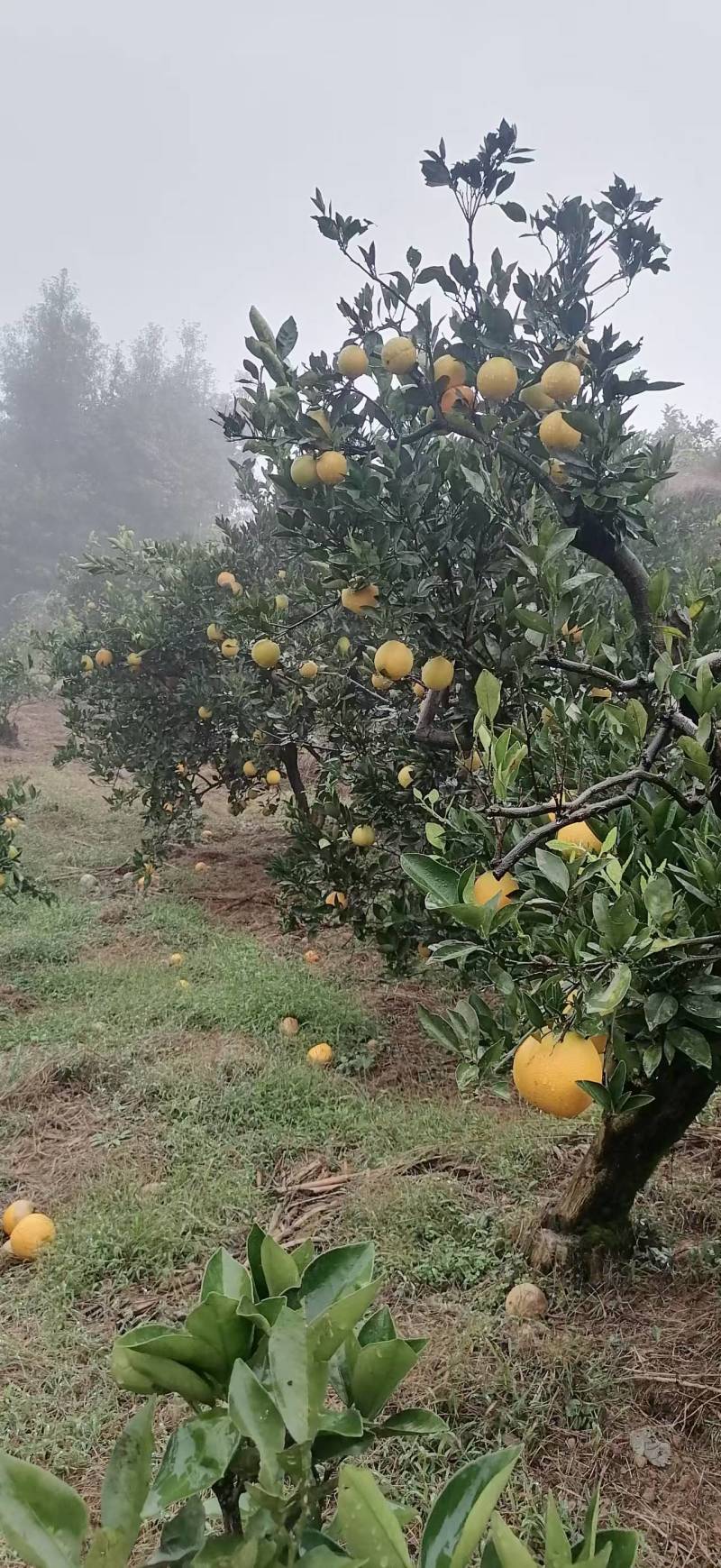 脐橙湖南橙子纯甜多汁对接电商市场一件代发等