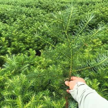 速生红心杉，现挖现发