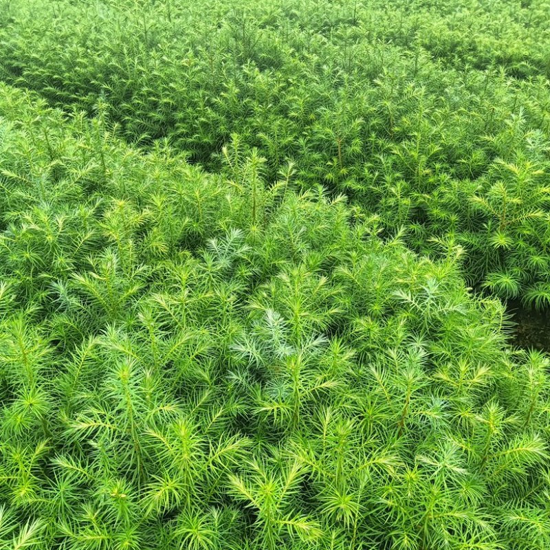 速生红心杉，现挖现发