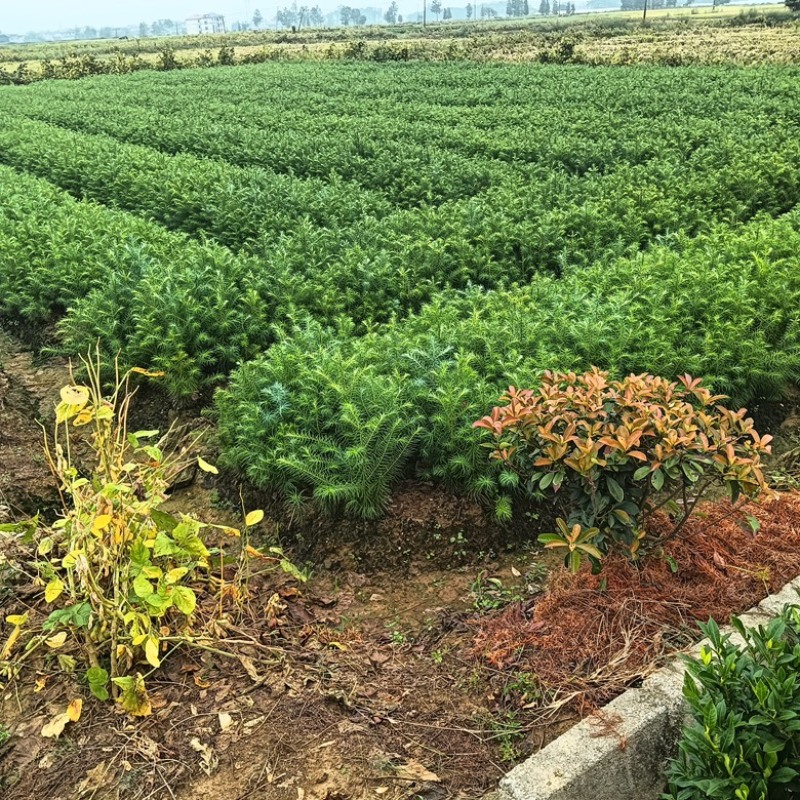 速生红心杉，现挖现发