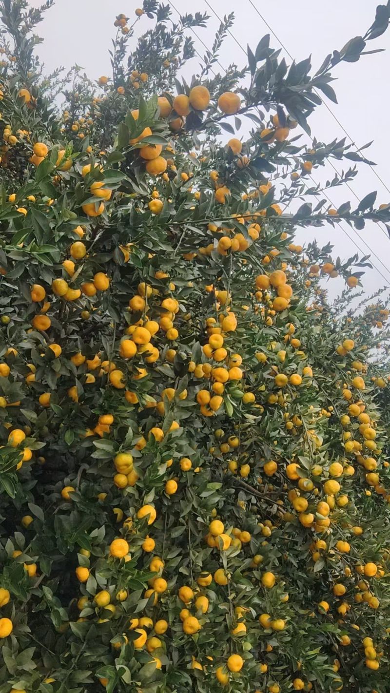 东方红，大量有货供应，想发财的老板联系我