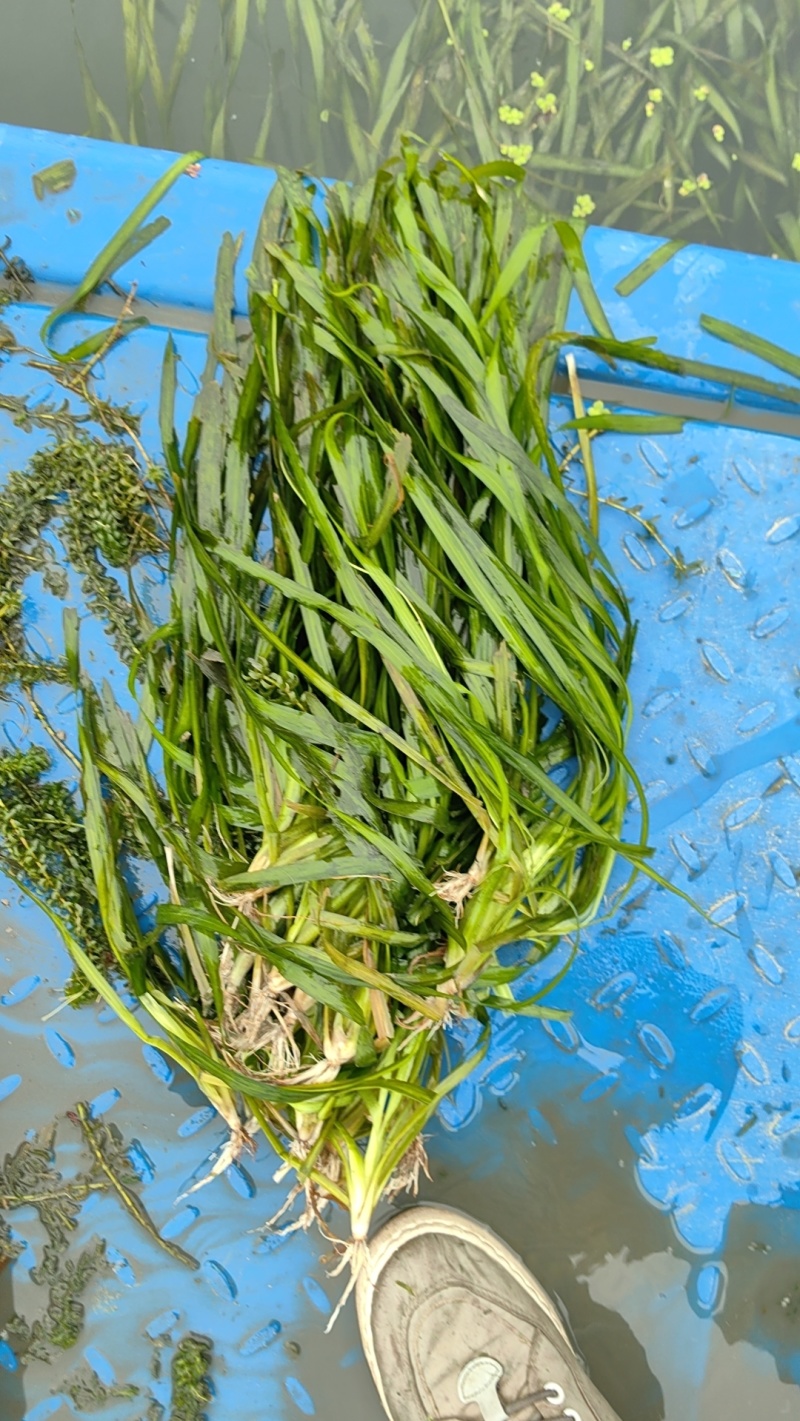 苦草