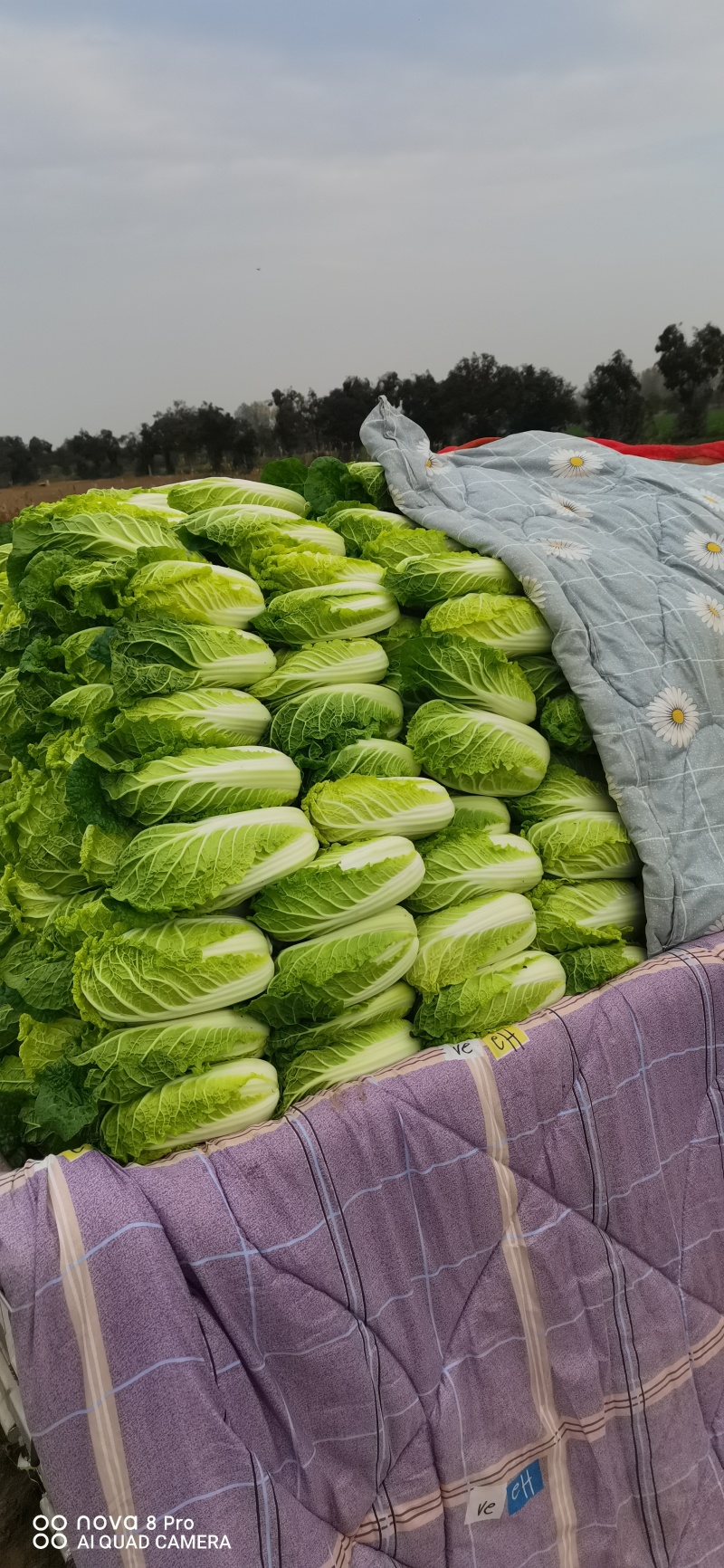 自产自销，娃娃菜有货，品质优越