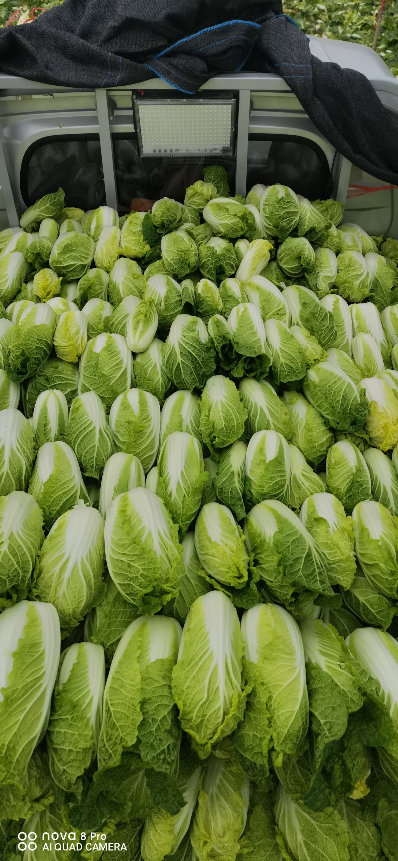 自产自销，娃娃菜有货，品质优越