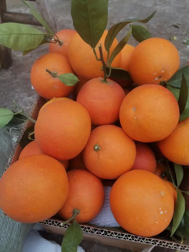 血橙