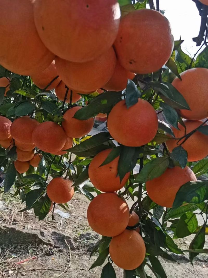 血橙