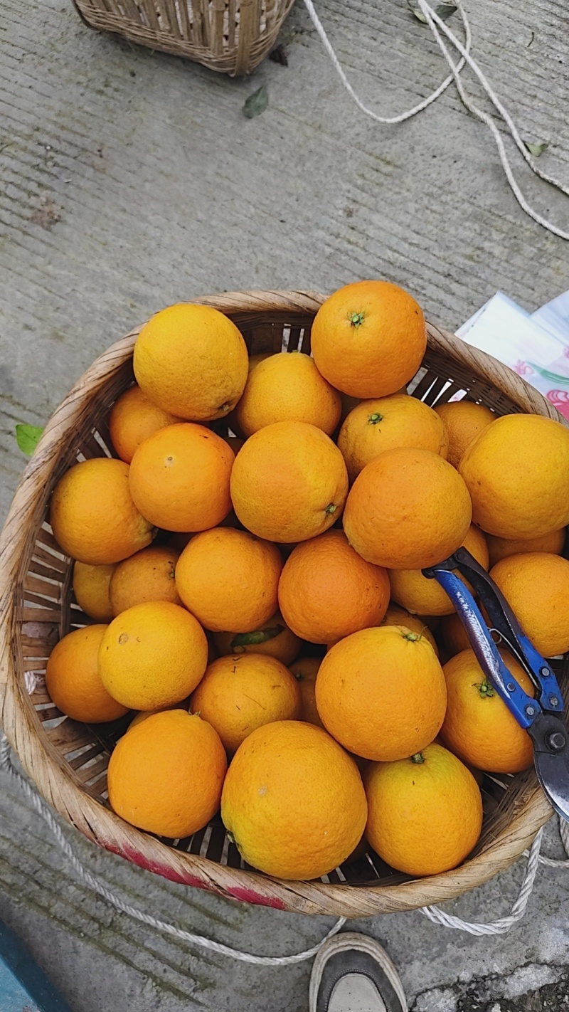 血橙