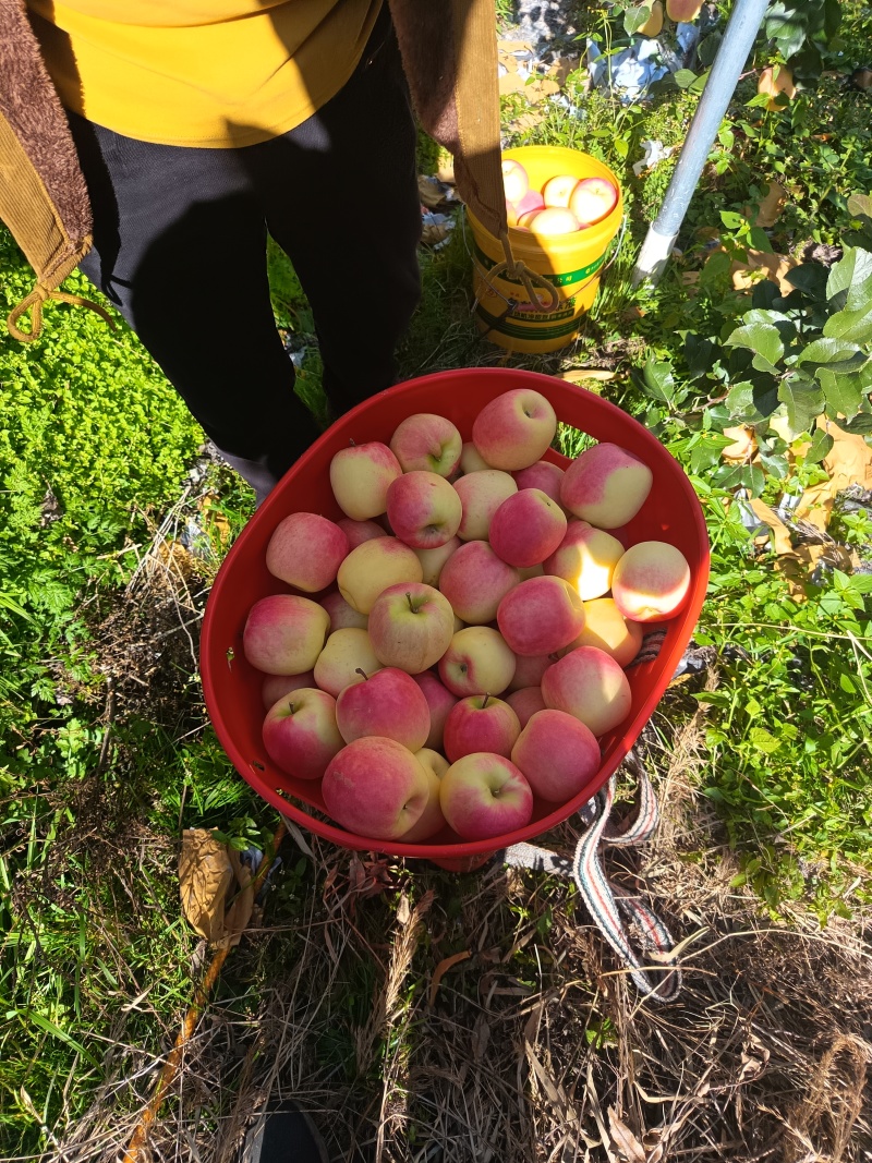 阿坝州茂汶彩色瑞雪苹果
