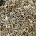 香茅草批发零售香茅草段量大优惠
