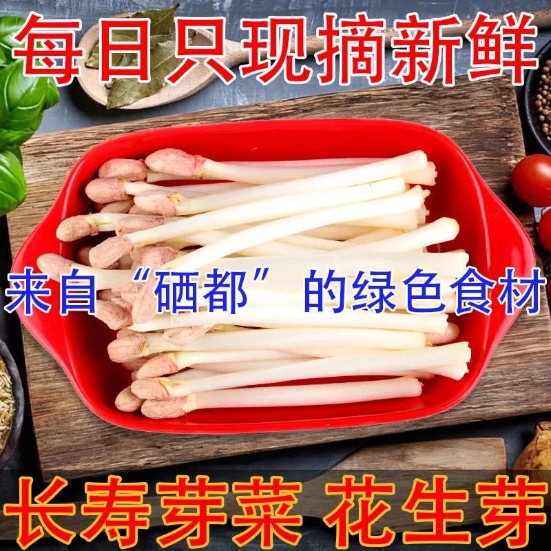 芽苗类花生芽新鲜采摘花生芽种植基地直供对接批发
