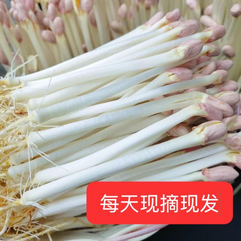 芽苗类花生芽新鲜采摘花生芽种植基地直供对接批发