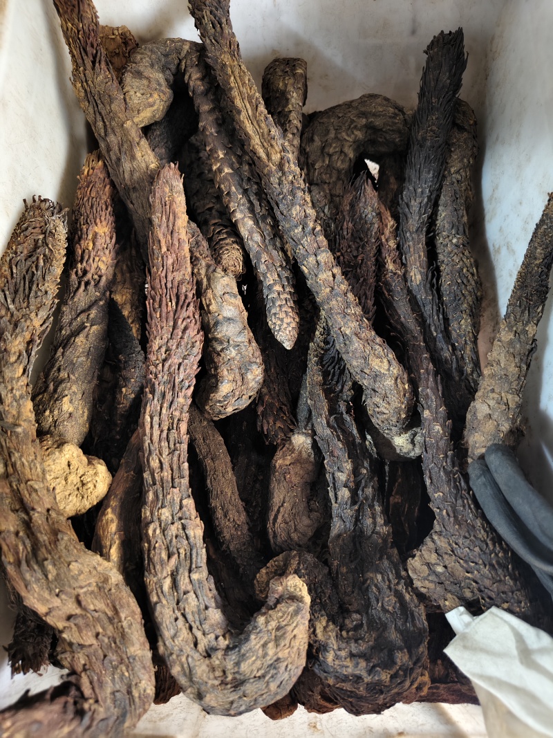 肉苁蓉软肉苁蓉整支批发零售规格齐全量大从优