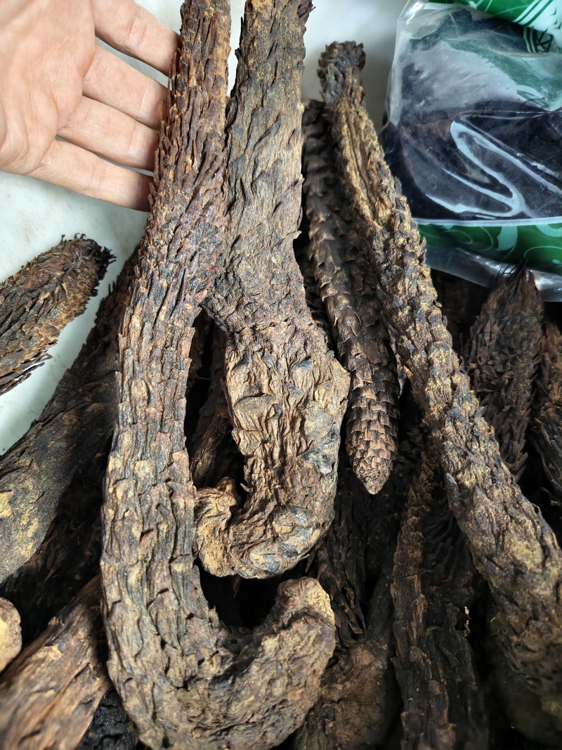 肉苁蓉软肉苁蓉整支批发零售规格齐全量大从优