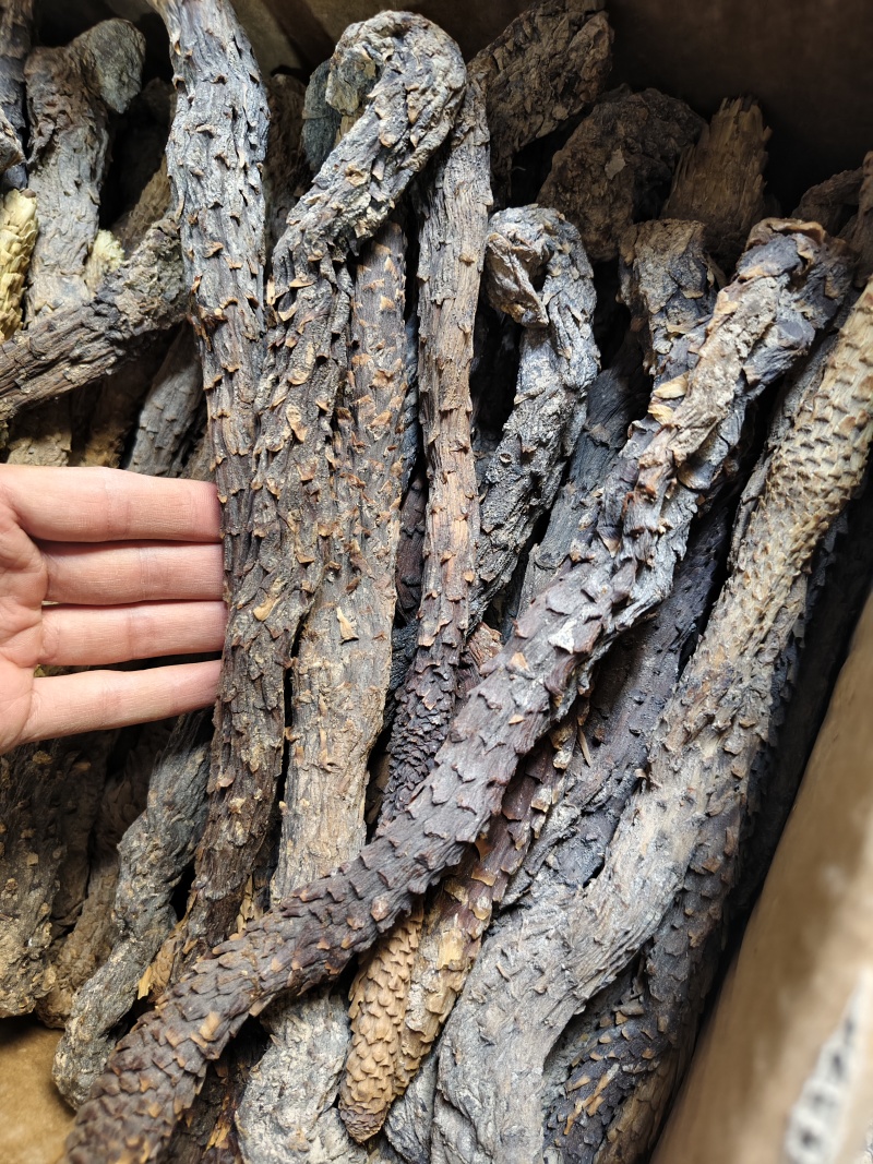肉苁蓉软肉苁蓉整支批发零售规格齐全量大从优