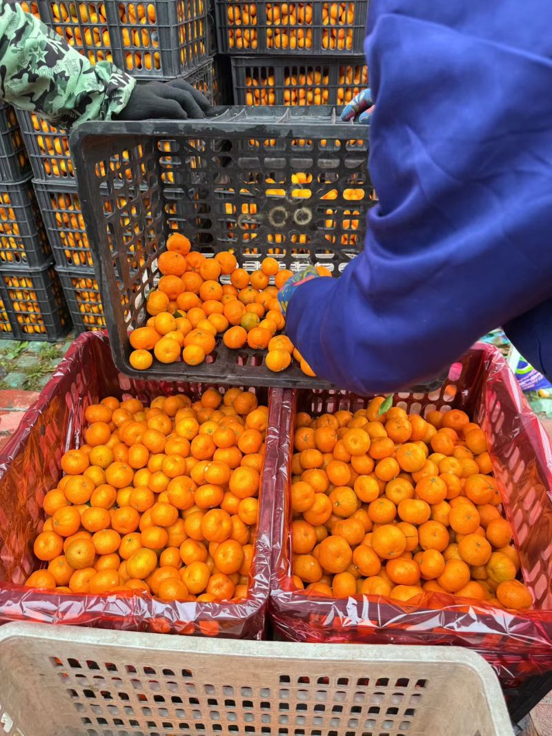 南丰蜜桔大量有货糖度15.5左右毛毛钱价格