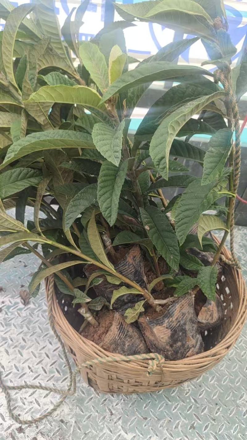 正宗嫁接大五星枇杷苗可签合同杯苗地苗土球苗欢迎随时联系