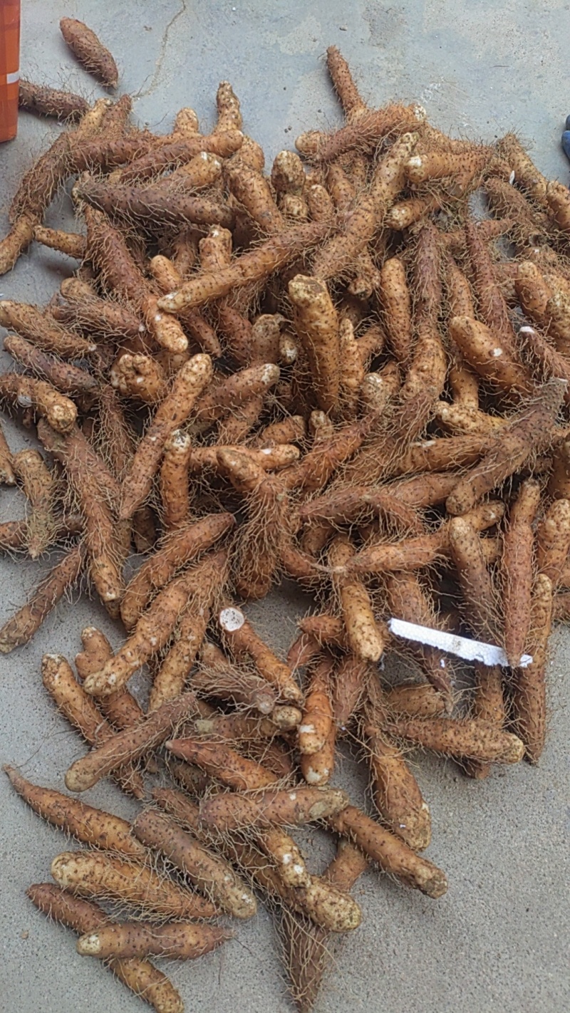 姜薯潮汕特产新鲜姜茨农产品产地直销1斤起包邮