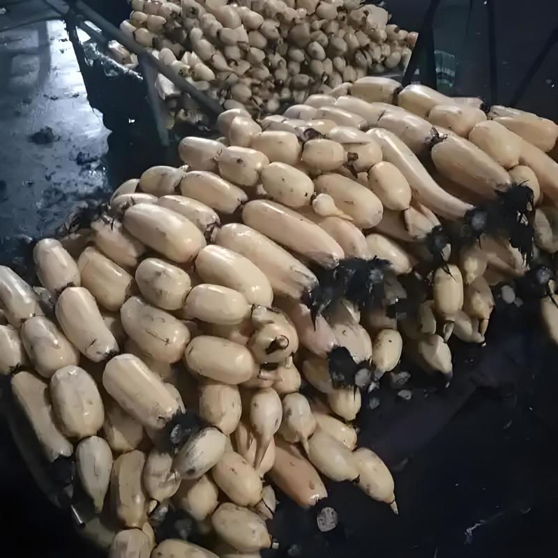 莲藕陕西莲藕粉藕糆藕9孔藕现大量上市供应产地直销