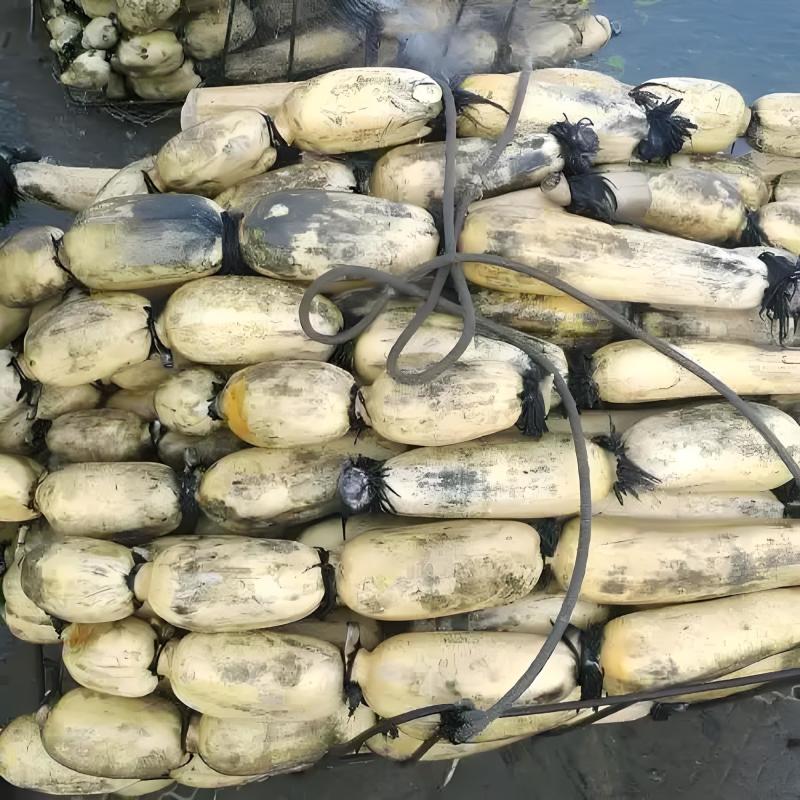 莲藕陕西莲藕粉藕糆藕9孔藕现大量上市供应产地直销