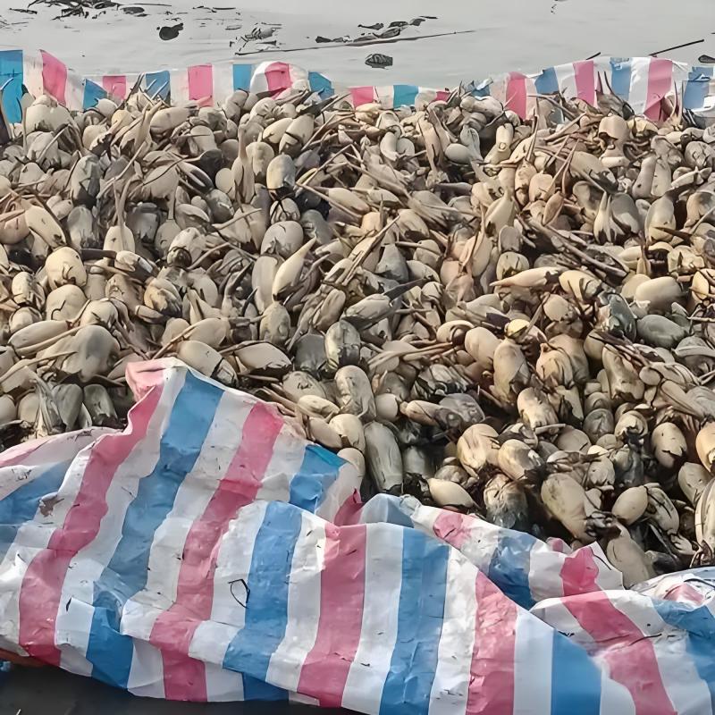莲藕陕西莲藕粉藕糆藕9孔藕现大量上市供应产地直销
