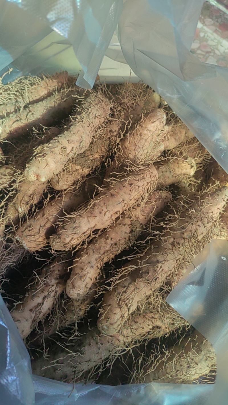 姜薯潮汕特产新鲜姜茨农产品产地直销1斤起包邮