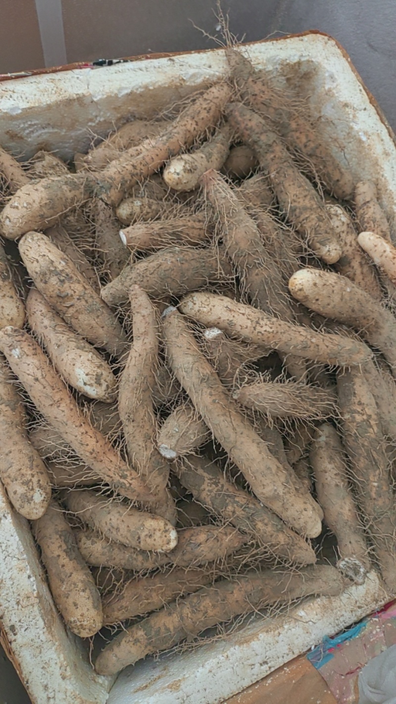 姜薯潮汕特产新鲜姜茨农产品产地直销1斤起包邮