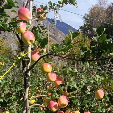 阿坝州茂汶彩色瑞雪苹果