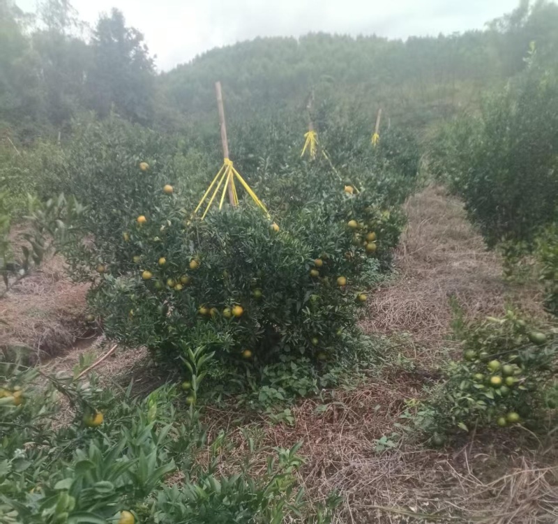新会大红柑陈皮柑鲜果批发