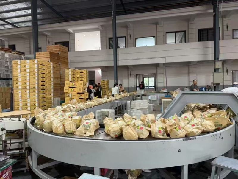 福建红心西柚新鲜上市可供商超可零售/批发欢迎电联