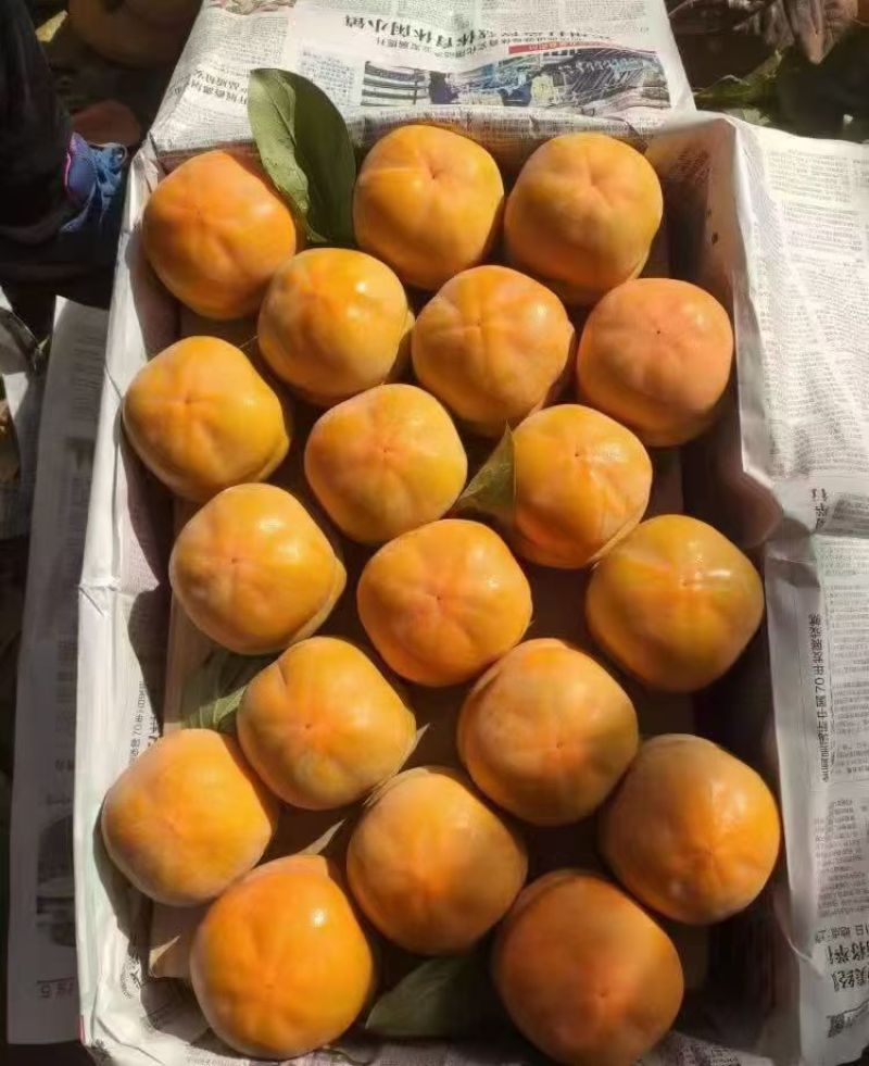 河北磨盘甜柿子