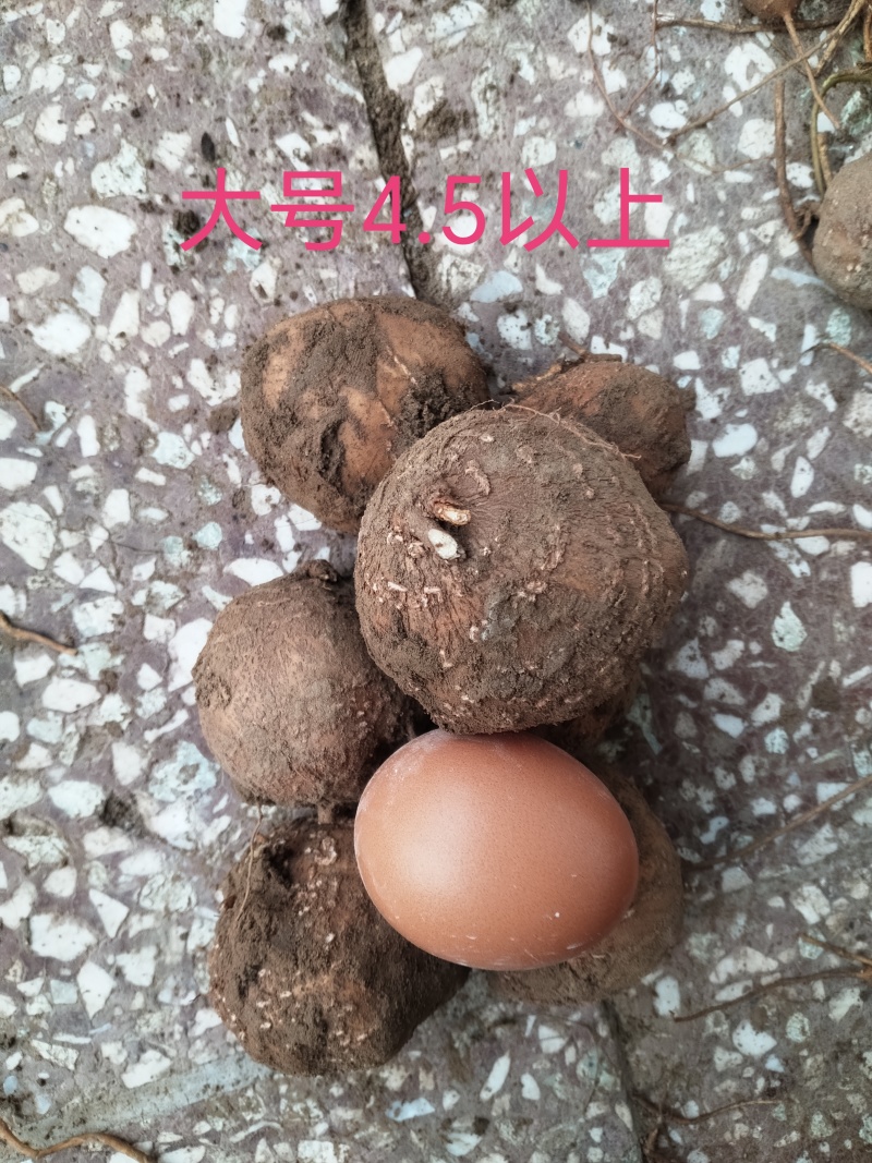 中药材根茎类/罗汉参/山东菏泽种植基地直供对接批发