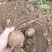 中药材根茎类/罗汉参/山东菏泽种植基地直供对接批发