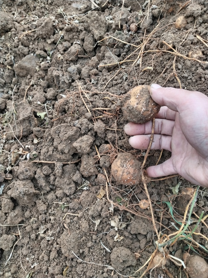 中药材根茎类/罗汉参/山东菏泽种植基地直供对接批发