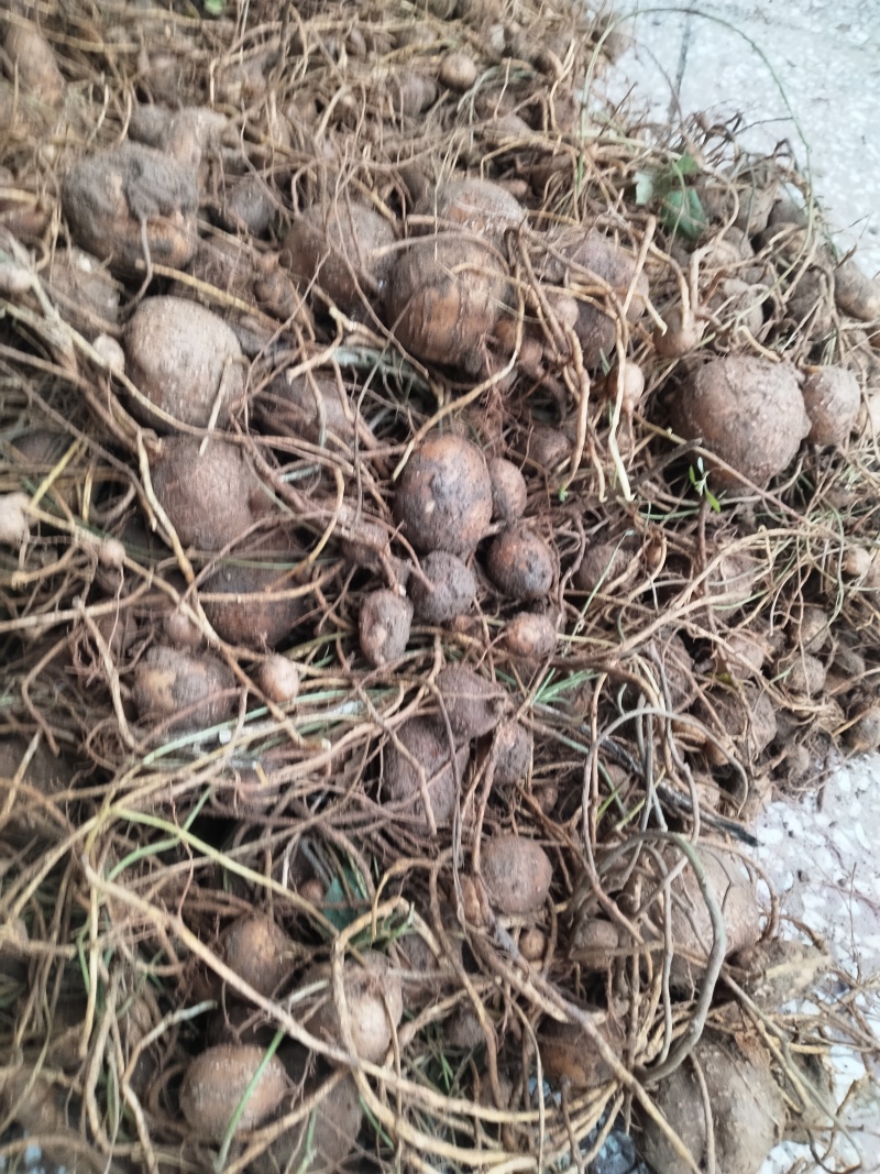 中药材根茎类/罗汉参/山东菏泽种植基地直供对接批发
