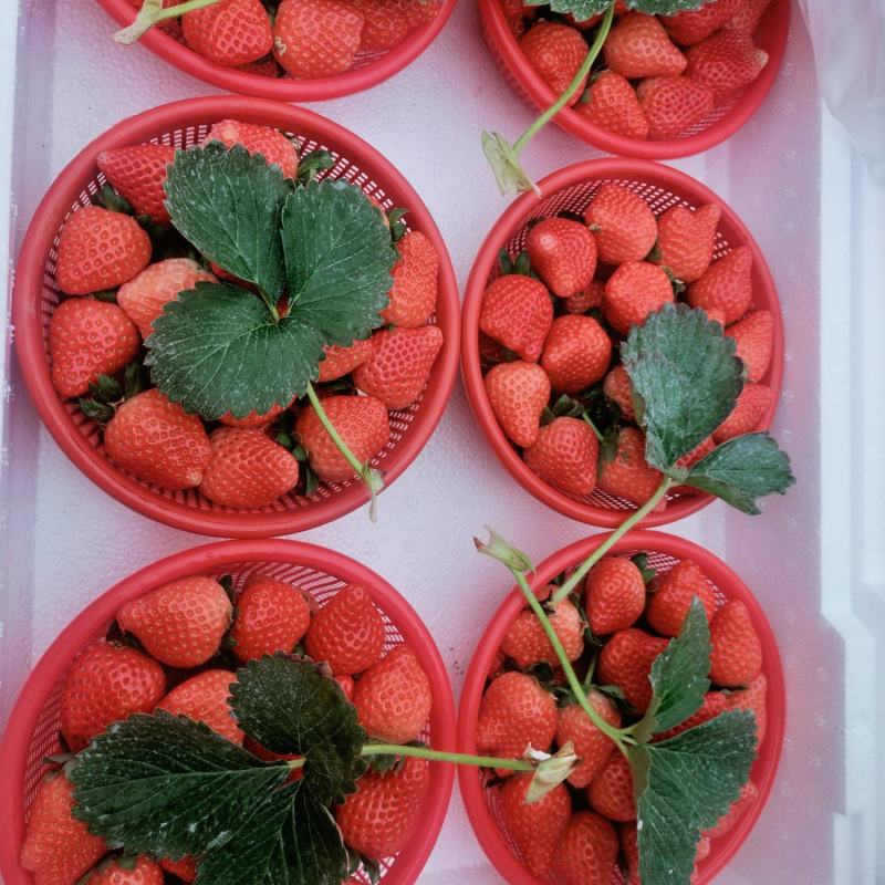 中牟鲜草莓