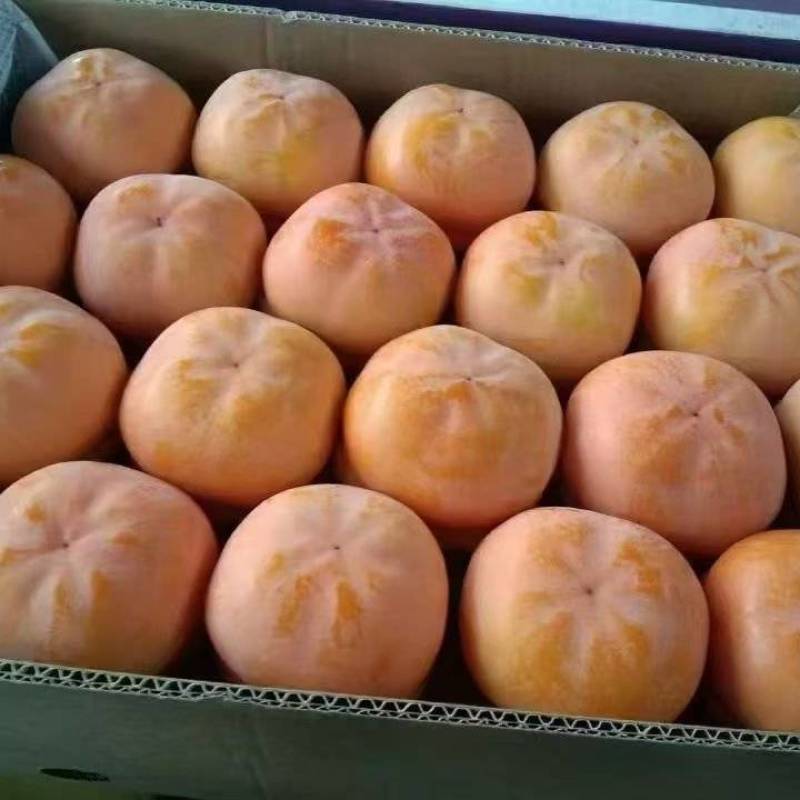 河北磨盘甜柿子