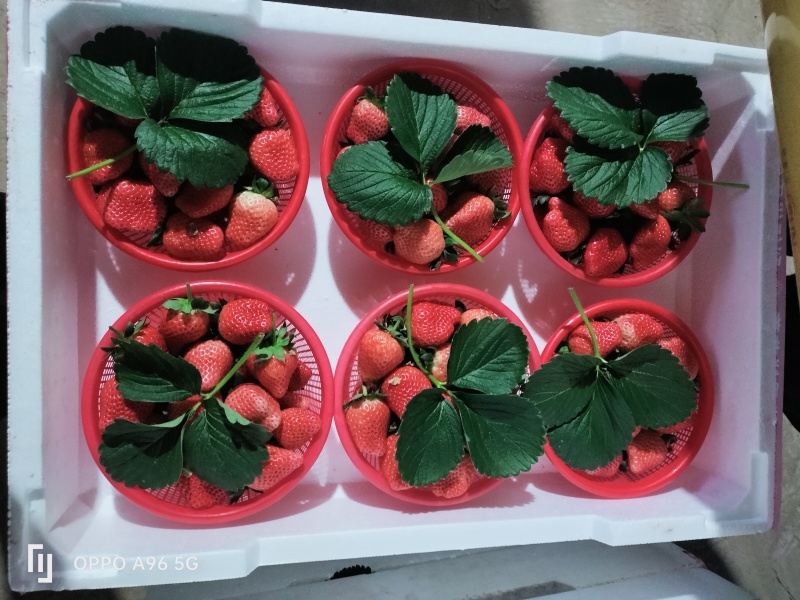 中牟鲜草莓