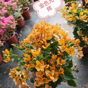 30多个品种三角梅小盆苗，基地批发
