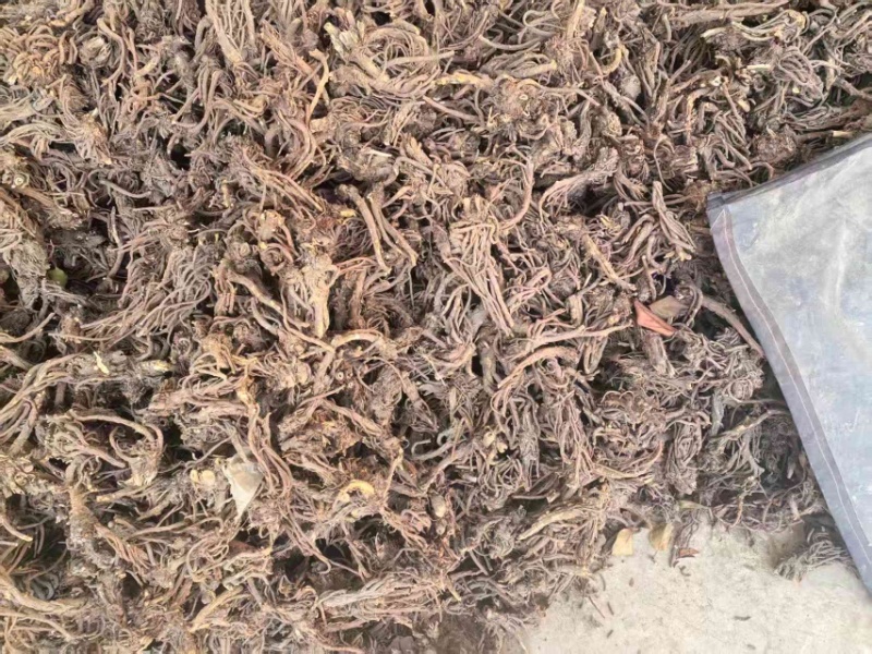精品羌活干货产地直发量大价优质量保证欢迎产地看货！