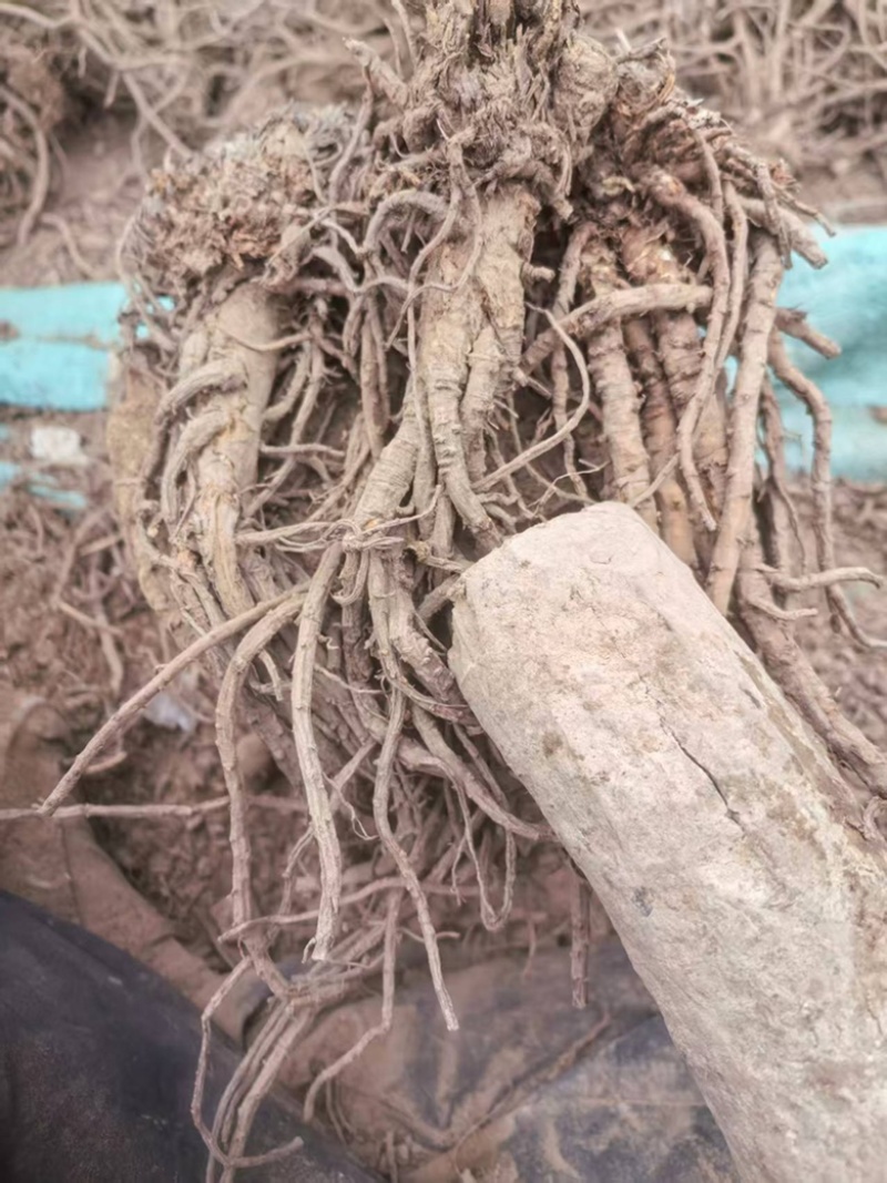精品羌活干货产地直发量大价优质量保证欢迎产地看货！